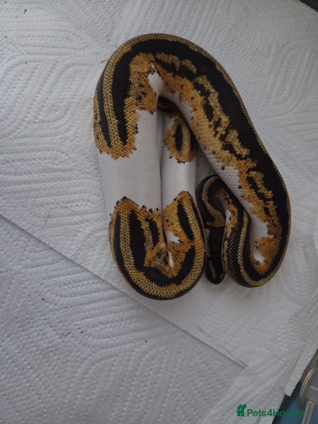 Python Snake reptiles for sale: Royal python  - Image 1