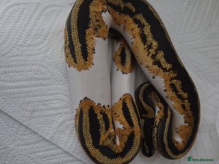 Python Snake reptiles - Advert 5