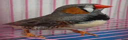 Finches birds for sale: MUTATION ZEBRA FINCHES ORANGE BREAST BLACK FACE - Advert 12