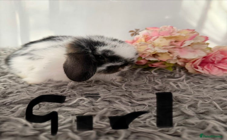 Mini Lop rabbits - Advert 6