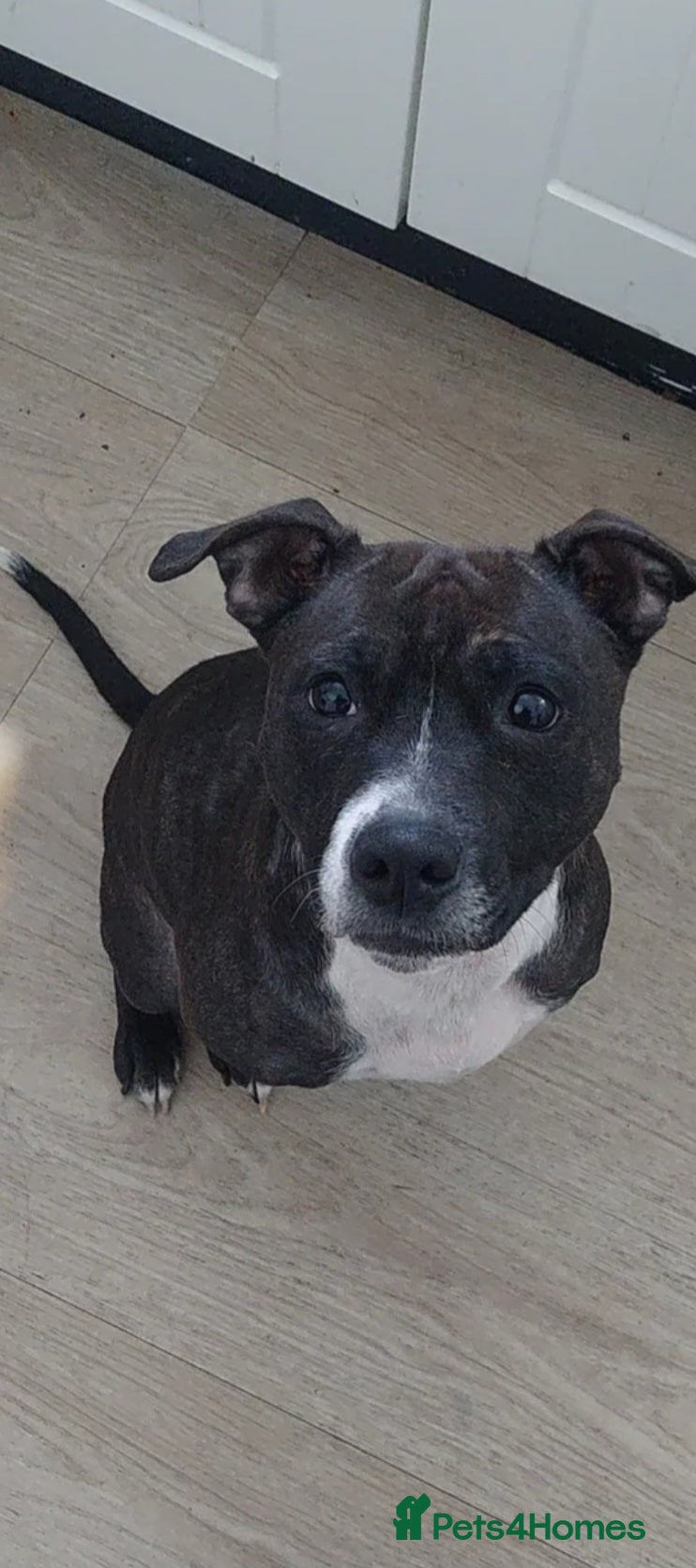 Staffordshire Bull Terrier dogs for sale: Staffy cross girl - Advert 1