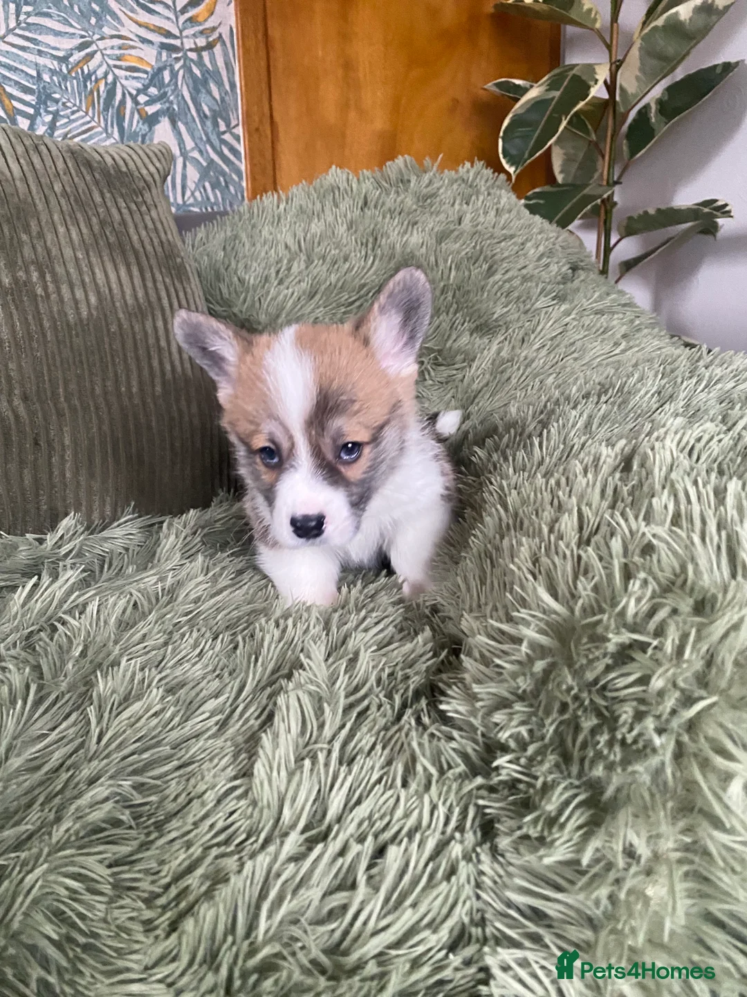 Welsh Corgi Pembroke dogs for sale: Pembroke Welsh corgi puppies  - Advert 12