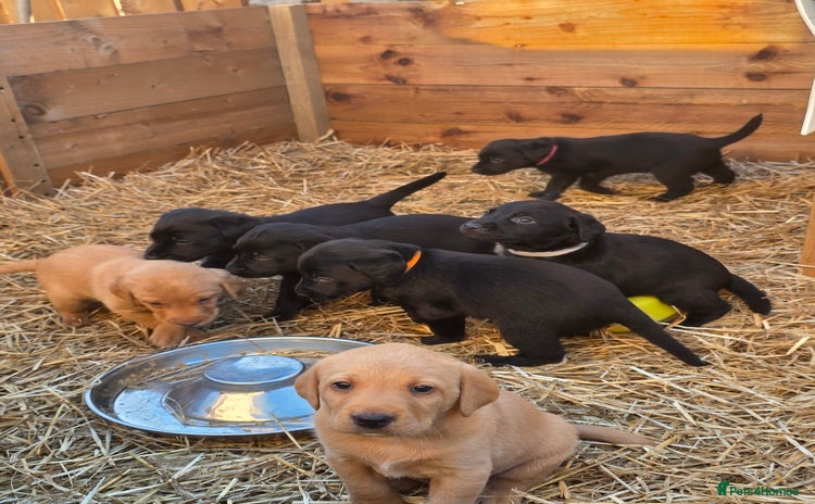 Labrador Retriever dogs - Advert 13