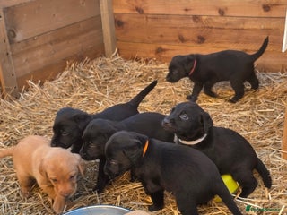 Labrador Retriever dogs - Advert 36