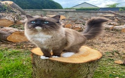 Ragdoll cats for sale: Ragdoll x kittens  - Image 7