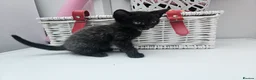 Mixed Breed cats for sale: Kittens for sale  - Advert 6