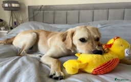 Golden Retriever dogs for sale: 7 month old Puppy looking for a Special Home  - Image 2
