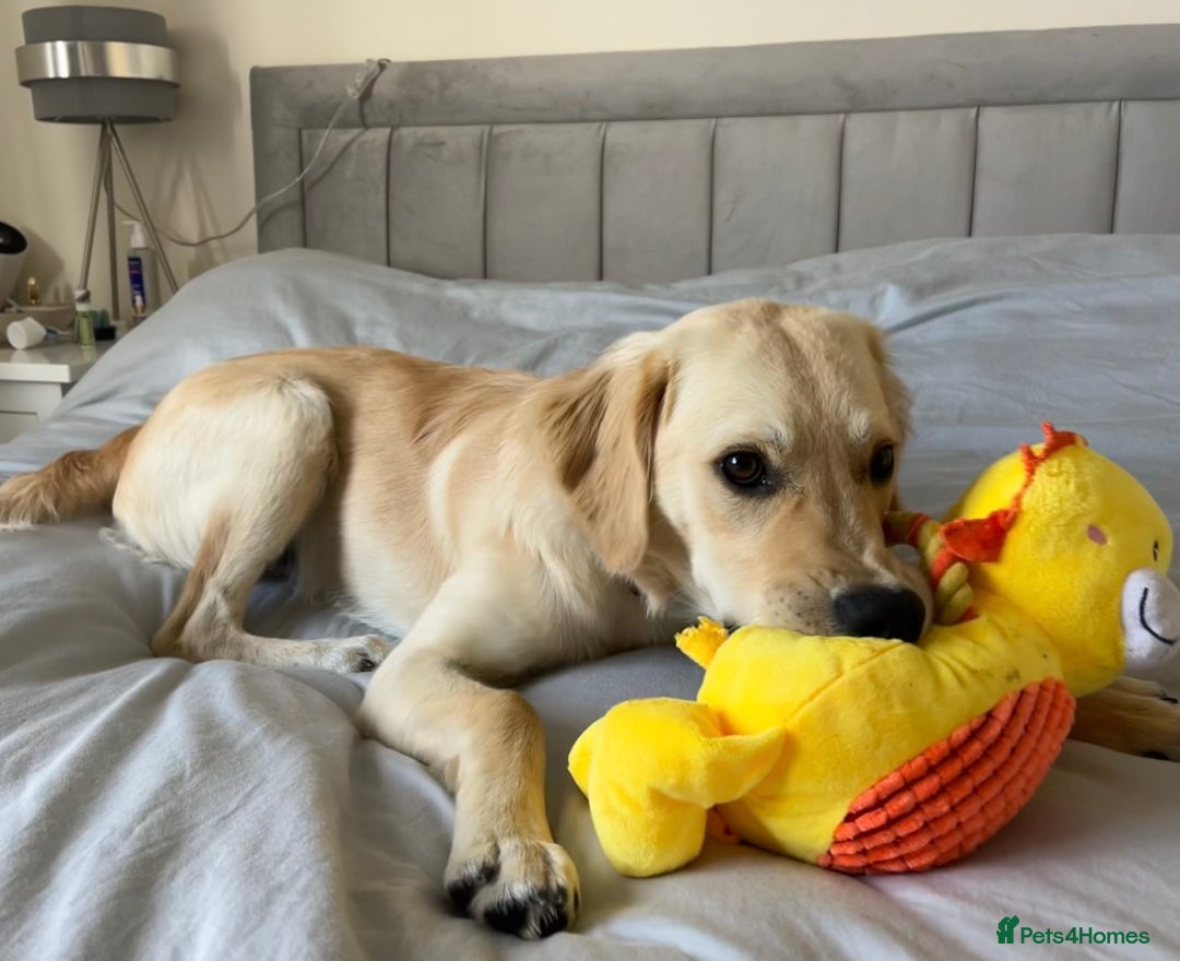 Golden Retriever dogs for sale: 7 month old Puppy looking for a Special Home  - Image 2