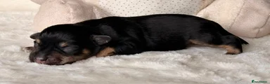 Miniature Schnauzer 1