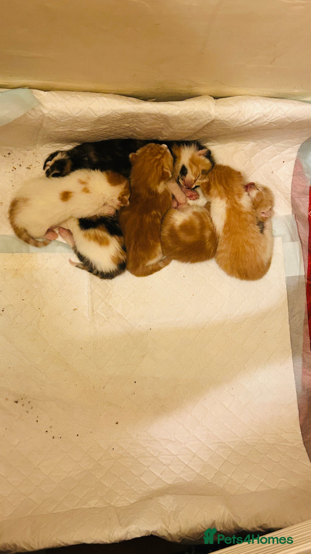 Mixed Breed cats for sale: Cat and kittens - Image 9