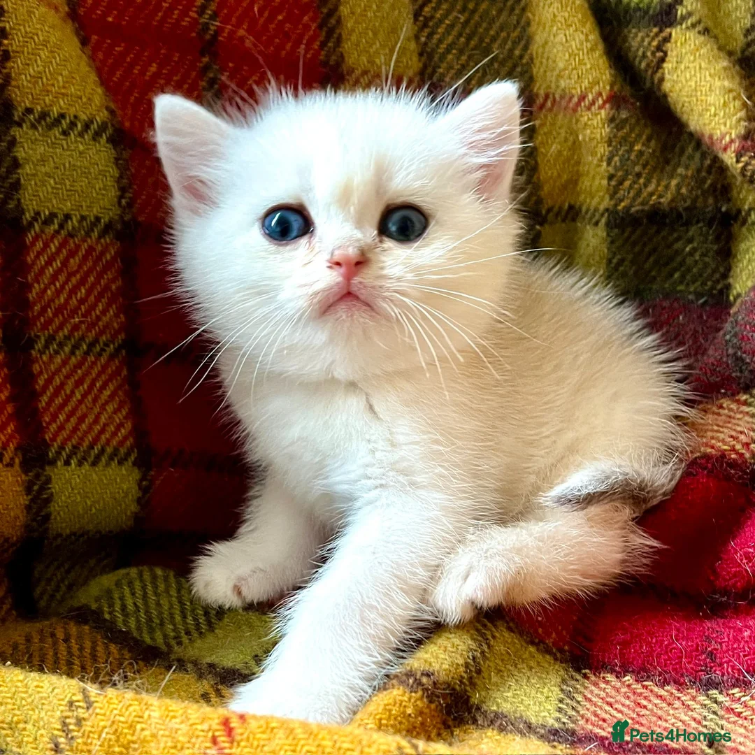 British Shorthair cats for sale: Rare Copper Silver British Shorthair Male - Advert 2