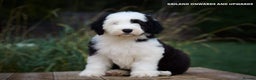 Old English Sheepdog dogs for stud: Stud KC Old English Sheepdog in Peterborough - Advert 10