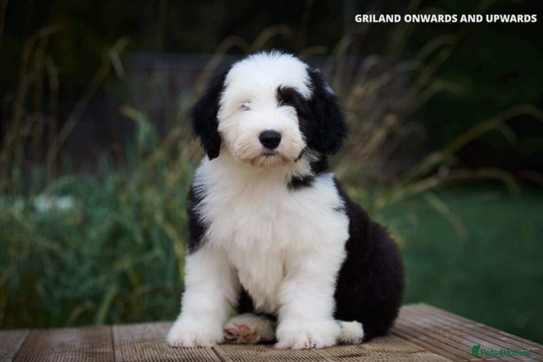Old English Sheepdog dogs for stud: Stud KC Old English Sheepdog in Peterborough - Image 10