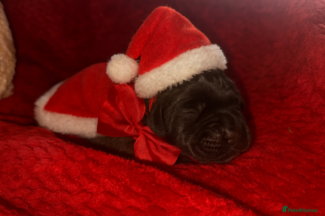 Cane Corso dogs for sale: Purebred Cane Corso  - Advert 18