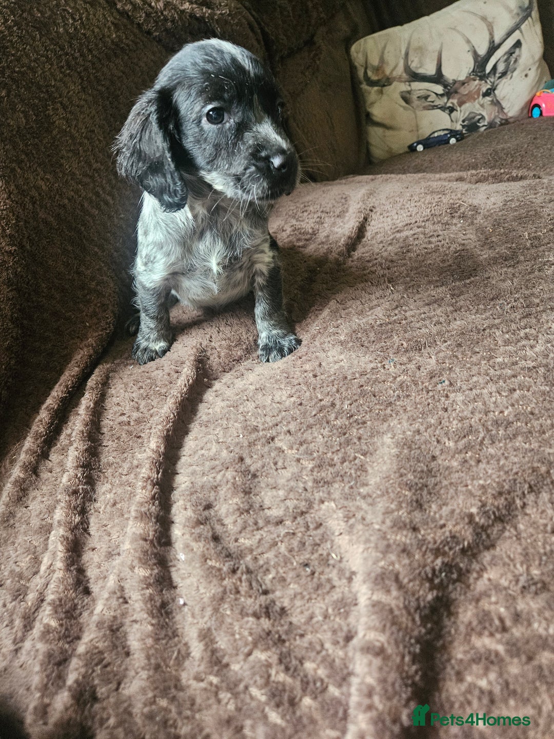 Bocker dogs for sale: Bocker puppies  - Image 9