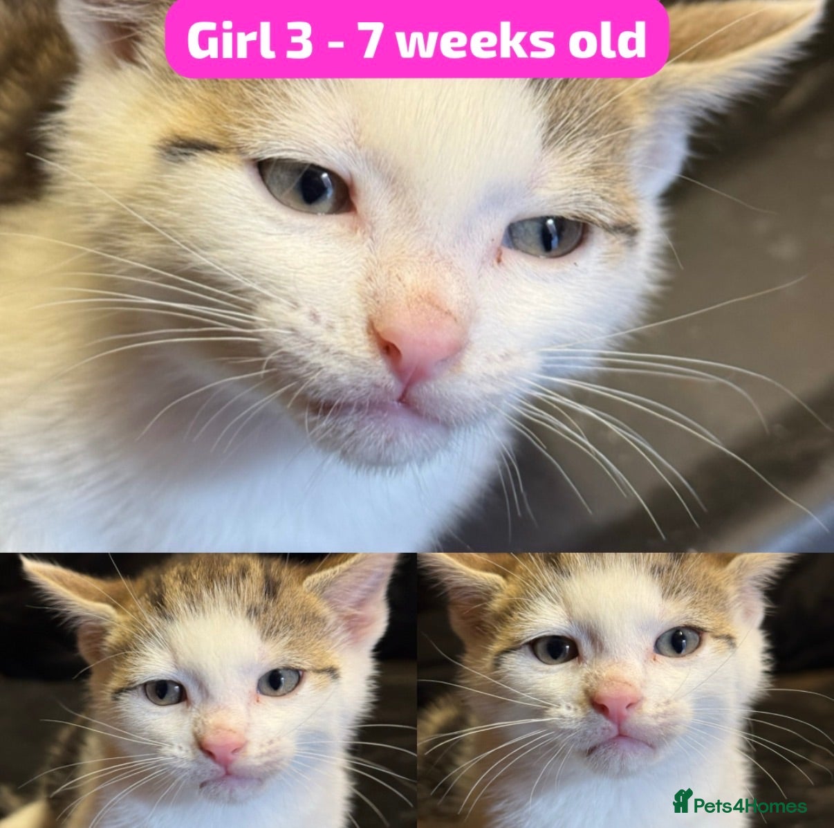Mixed Breed cats 6 beautiful fluffy Bengal x Domestic kittens - Advert 2