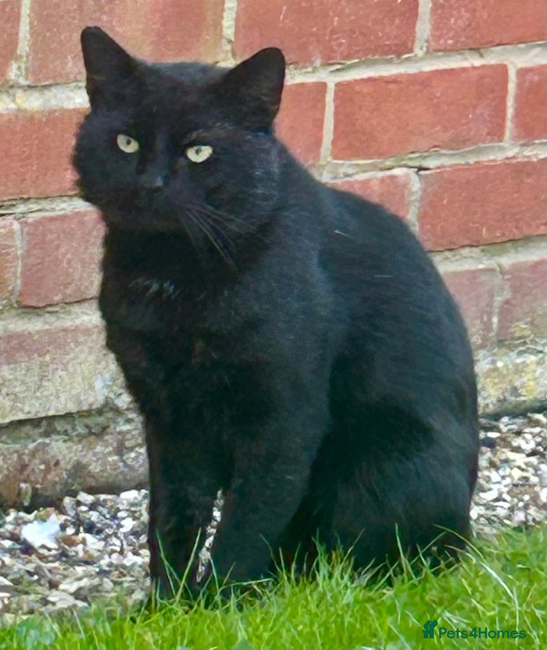 Mixed Breed cats for sale: Persian Cross British Short Hair, Two Boys - Image 9