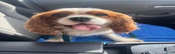 Cavalier King Charles Spaniel dogs for sale: Heart/Eye/Health tested KC Reg Male Cavalier - Advert 3