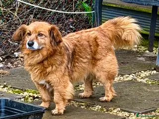 Border Collie dogs MILOSH – Border Collie (Male) - Advert 5