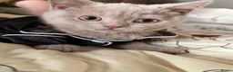 British Shorthair cats for sale: Beautiful loving lilac british short hair boy - Advert 2