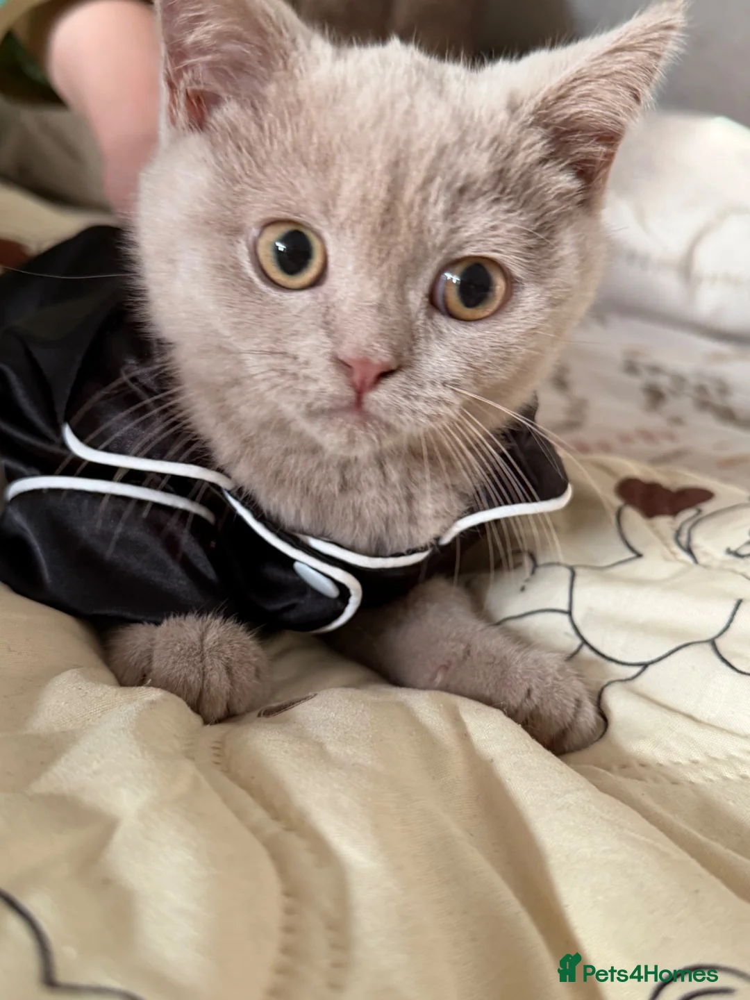 British Shorthair cats for sale: Beautiful loving lilac british short hair boy - Advert 2