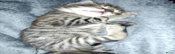 Mixed Breed cats for sale: X2 Female Kittens hand reared in Redcar - Advert 10