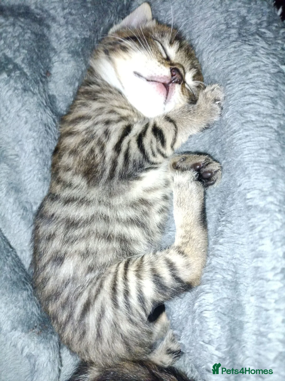 Mixed Breed cats for sale: X2 Female Kittens hand reared in Redcar - Advert 10