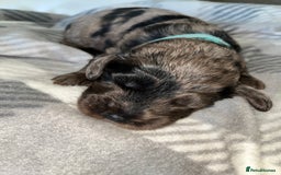 Cockapoo dogs for sale: 💫✨🐶🐾Gorgeous F1B Cockapoos🐾🐶✨💫 - Image 18