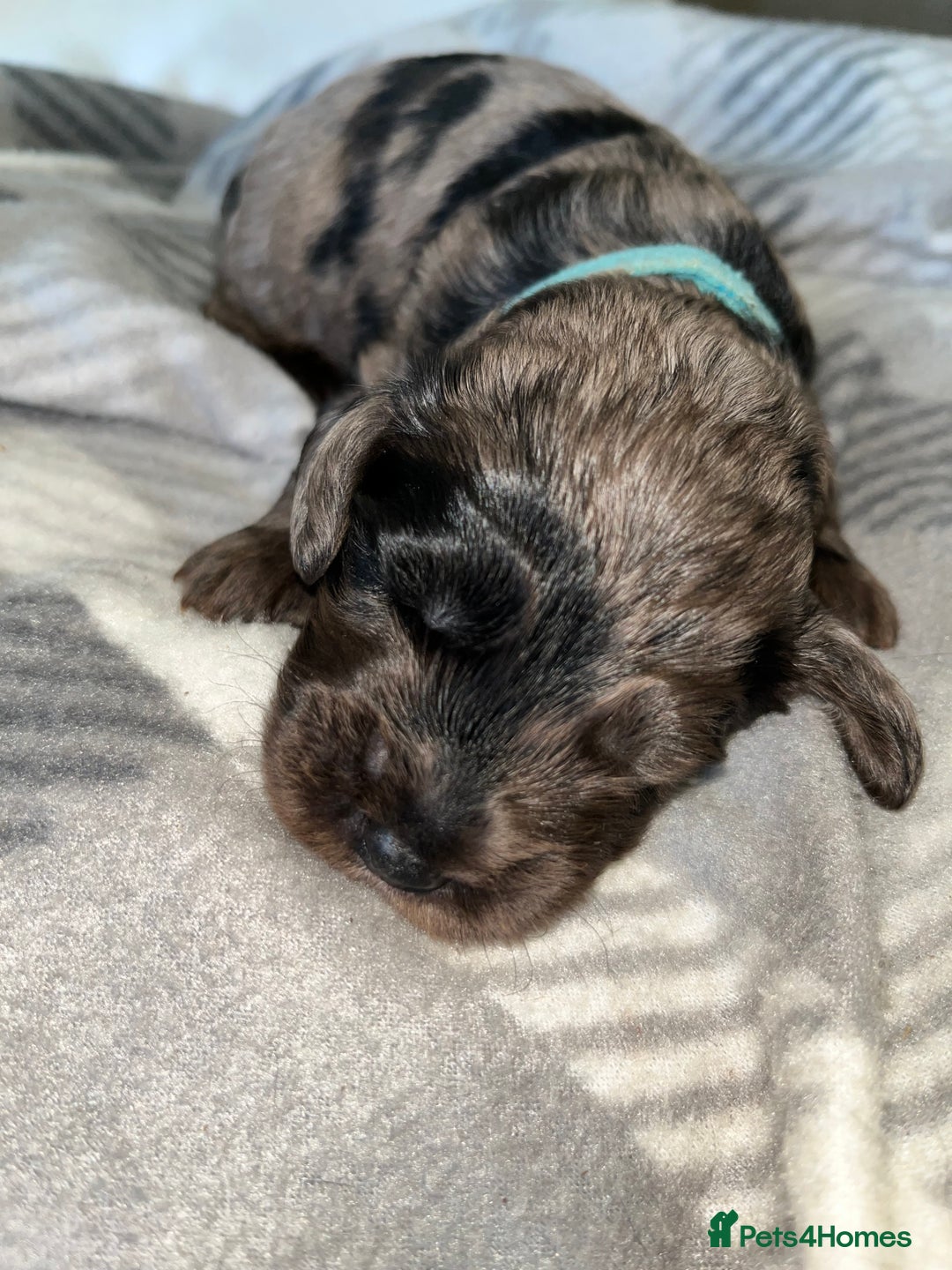 Cockapoo dogs for sale: 💫✨🐶🐾Gorgeous F1B Cockapoos🐾🐶✨💫 - Image 18