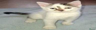 White & Tabby Female