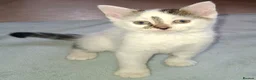Domestic Shorthair cats for sale: 5 Beautiful, Playful Kittens - Advert 5