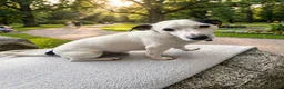 Jack Russell dogs for stud: JackRussell – 1.7 Old, Proven & Healthy - Advert 3