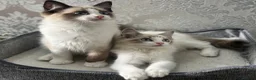 Ragdoll cats for sale: Beautiful Ragdoll Kittens - Advert 10