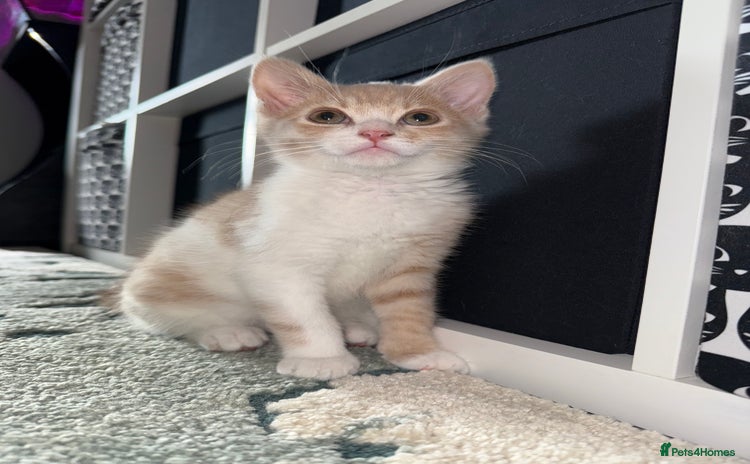 Mixed Breed cats - Advert 11