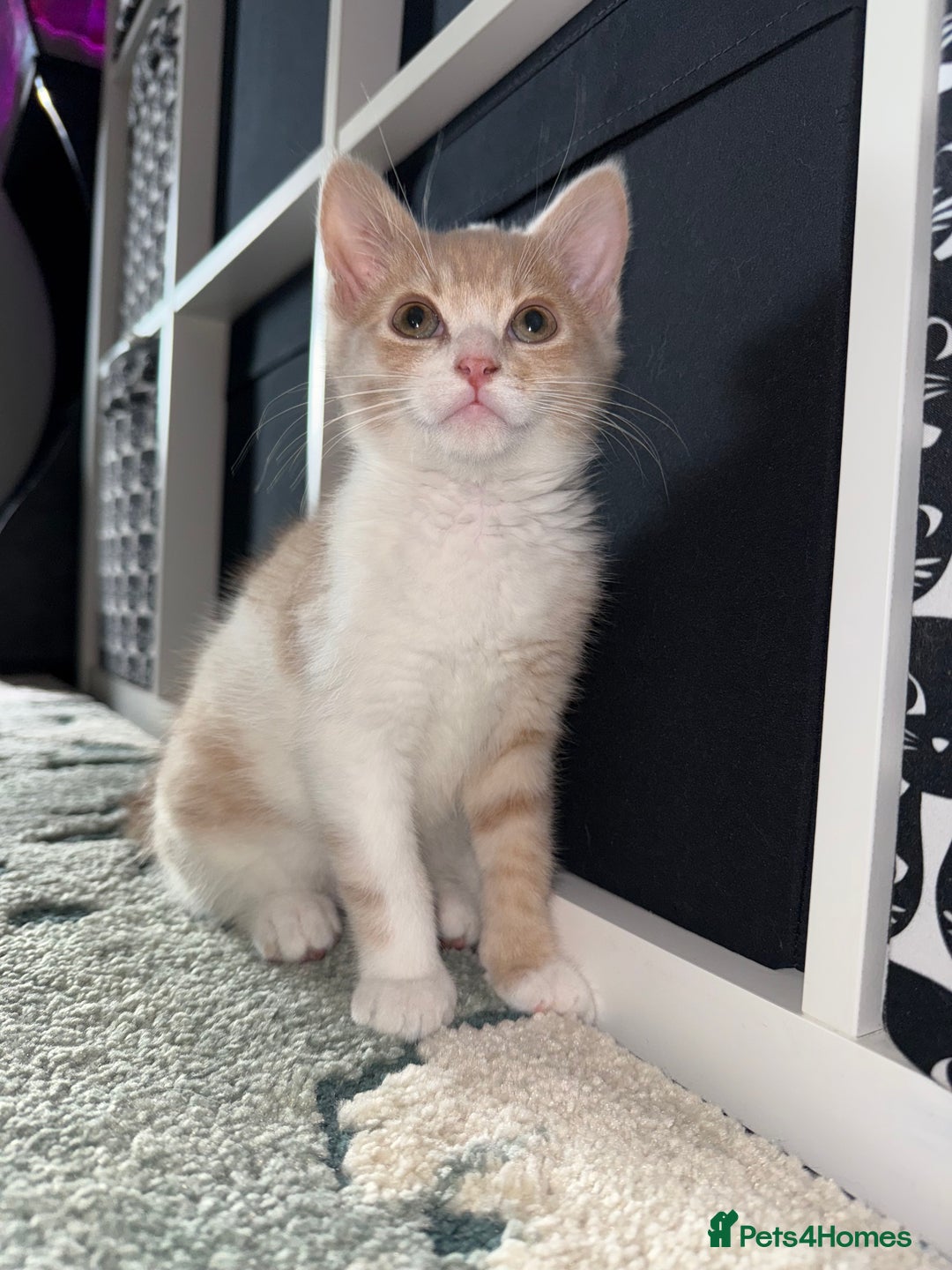 Mixed Breed cats for sale: Beautiful male kitten - Image 1