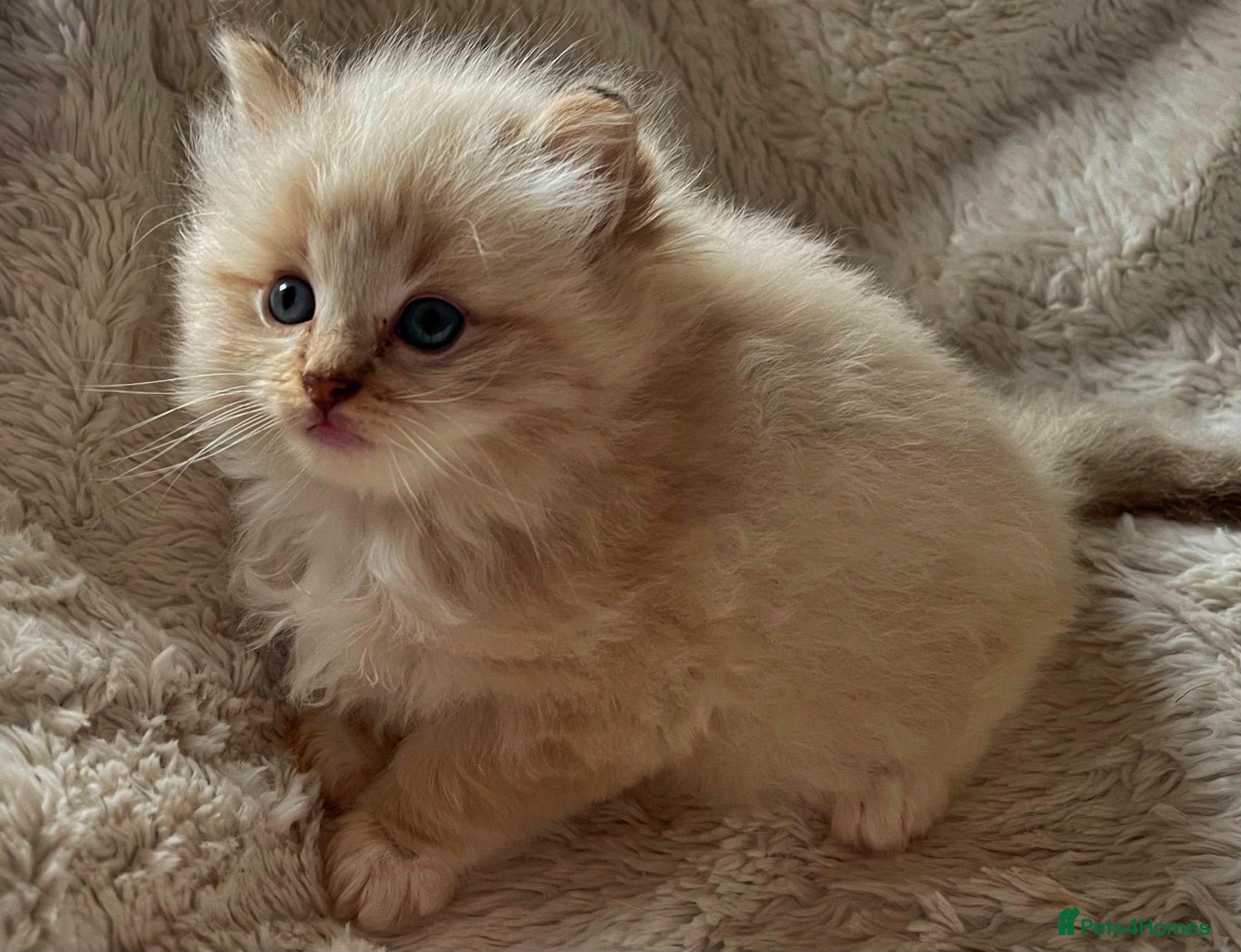 Ragdoll cats Registered Cheribum Kittens - Advert 1