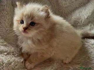Ragdoll cats Registered Cheribum Kittens - Advert 1