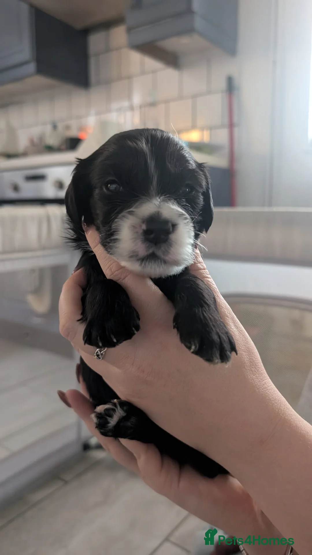 Cockapoo dogs for sale: Cockapoo puppies - Advert 31