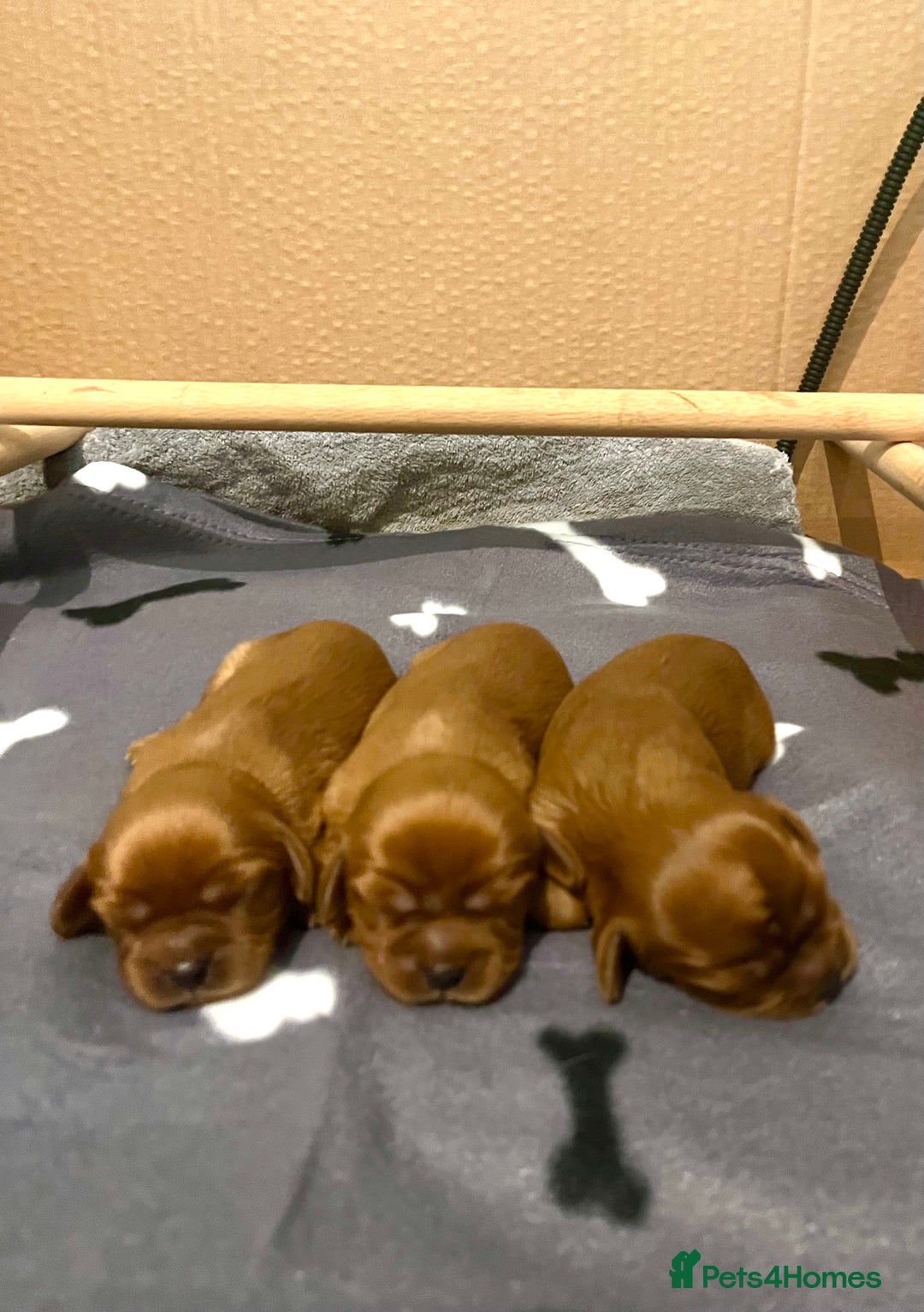 Cavalier King Charles Spaniel dogs for sale: Pure pedigree kc registered ruby cavaliers - Advert 8