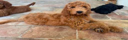 Bernedoodle dogs for sale: Beautiful Bernedoodle Looking for His Forever Home in St Albans - Advert 6