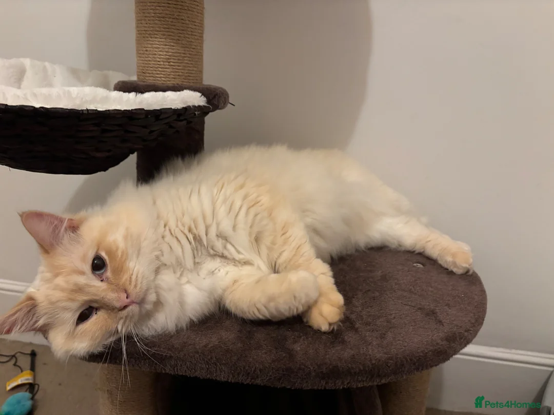 Ragdoll cats for sale: Male Ragdoll Cat  - Advert 5