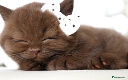 British Shorthair cats for sale: ❤️ Beautiful British Shorthair ❤️ - Image 13