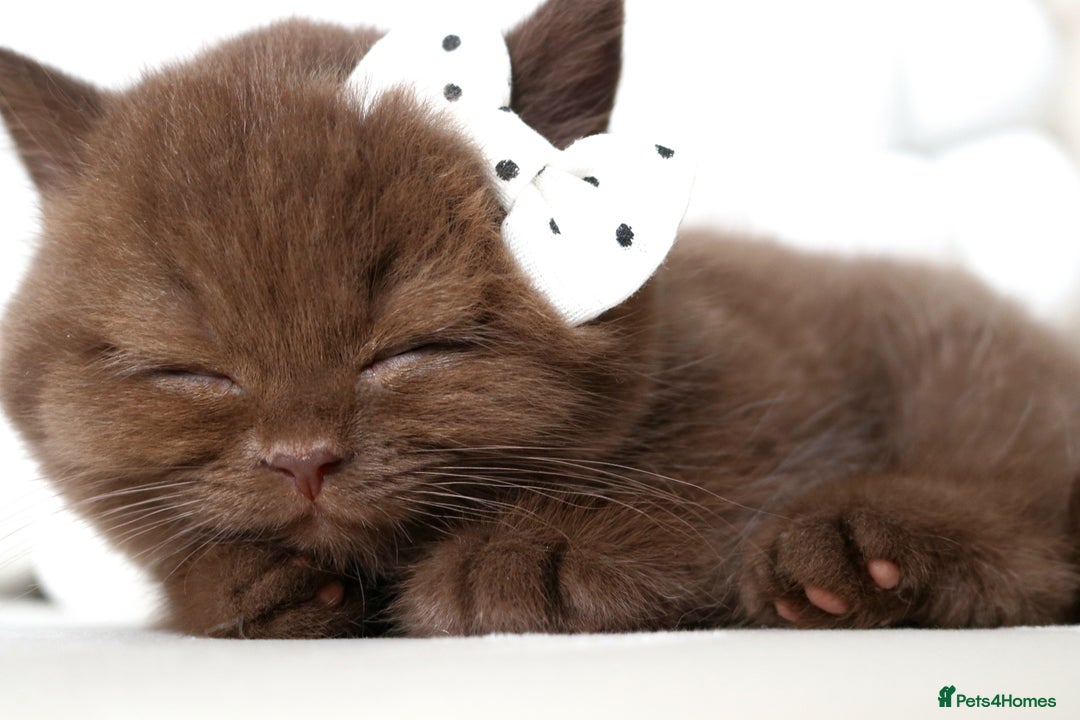 British Shorthair cats for sale: ❤️ Beautiful British Shorthair ❤️ - Image 13