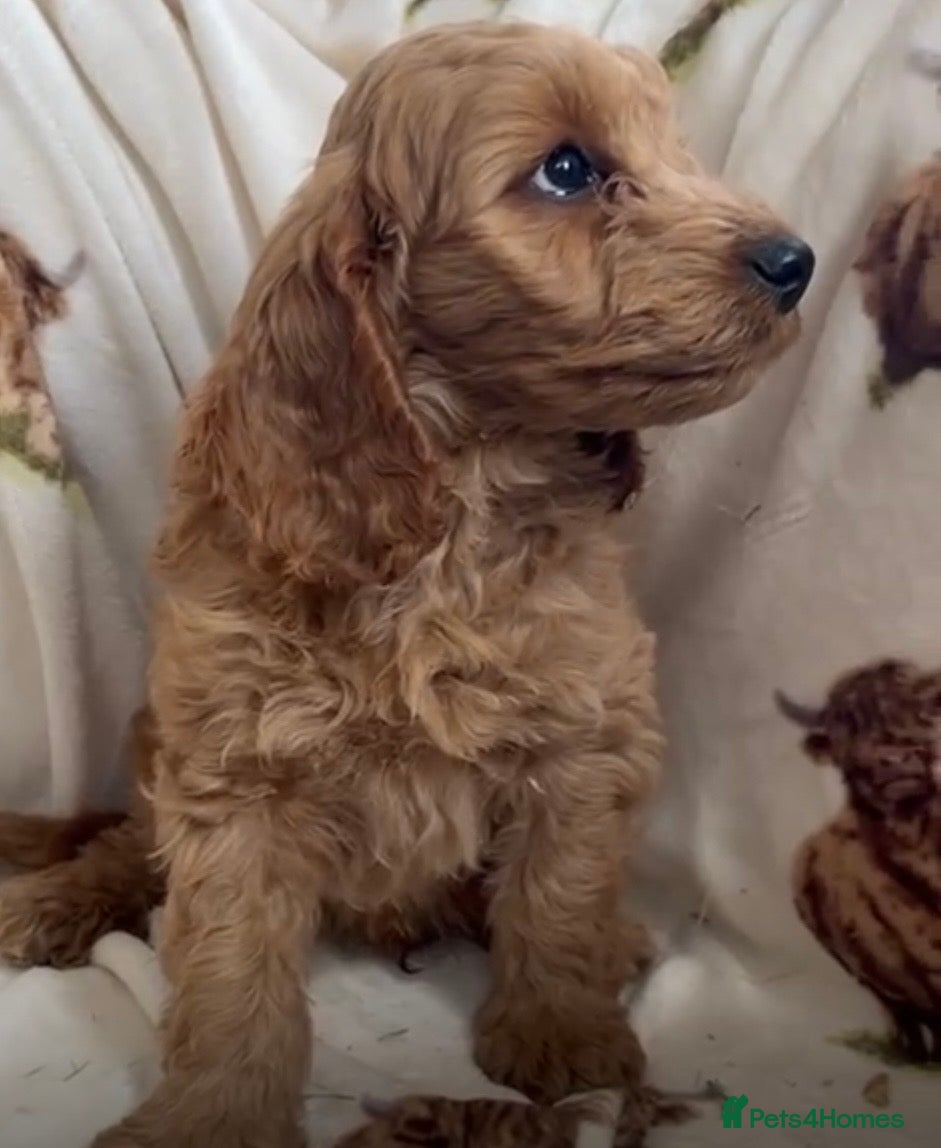 Cockapoo dogs Beautiful Red Cockerpoo Puppies - Advert 15