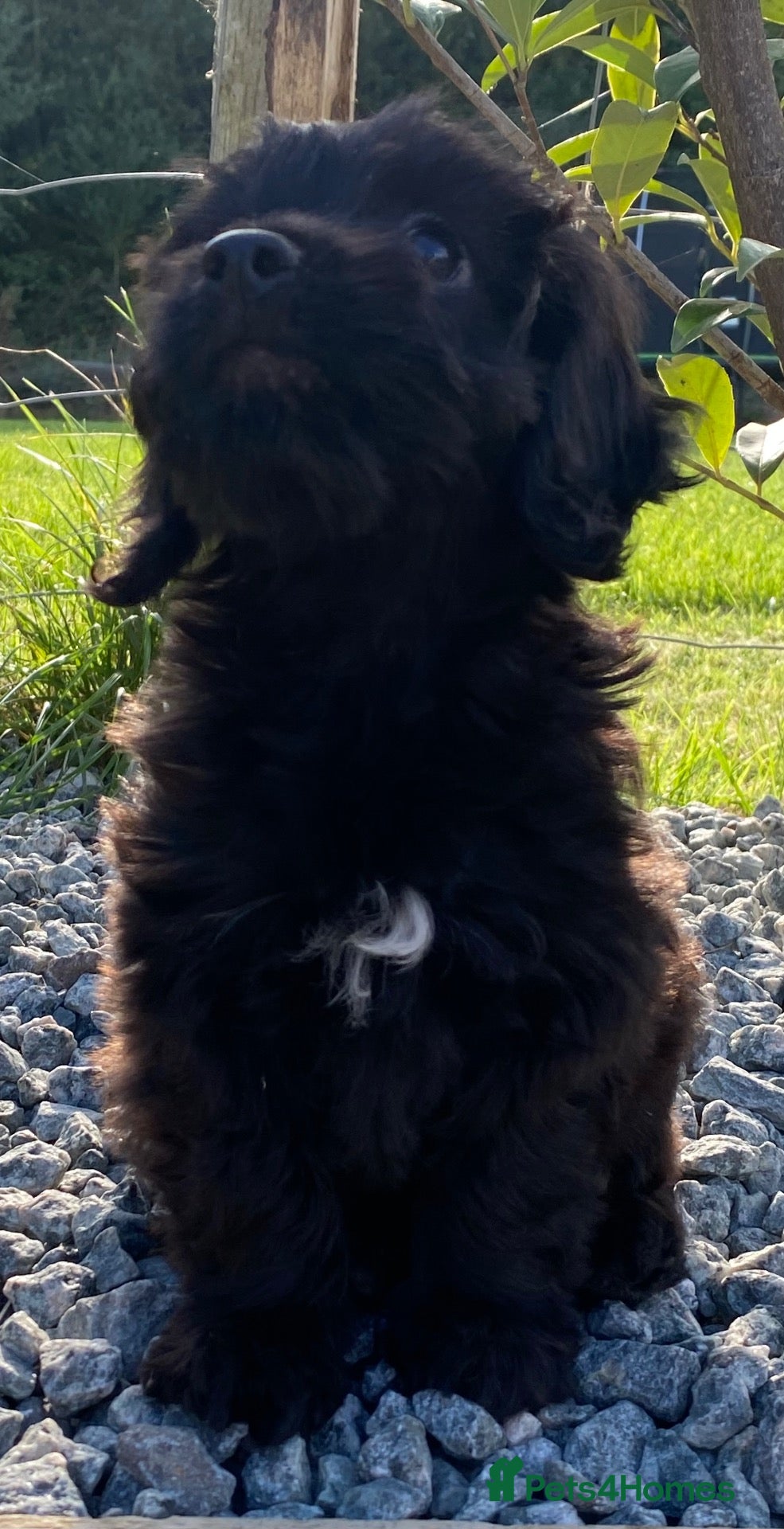 Cockapoo dogs F1 cockerpoo puppies - Advert 1