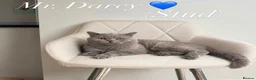 British Shorthair cats for sale: Duchess’s first litter - Advert 3