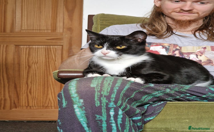 Domestic Shorthair cats - Advert 3