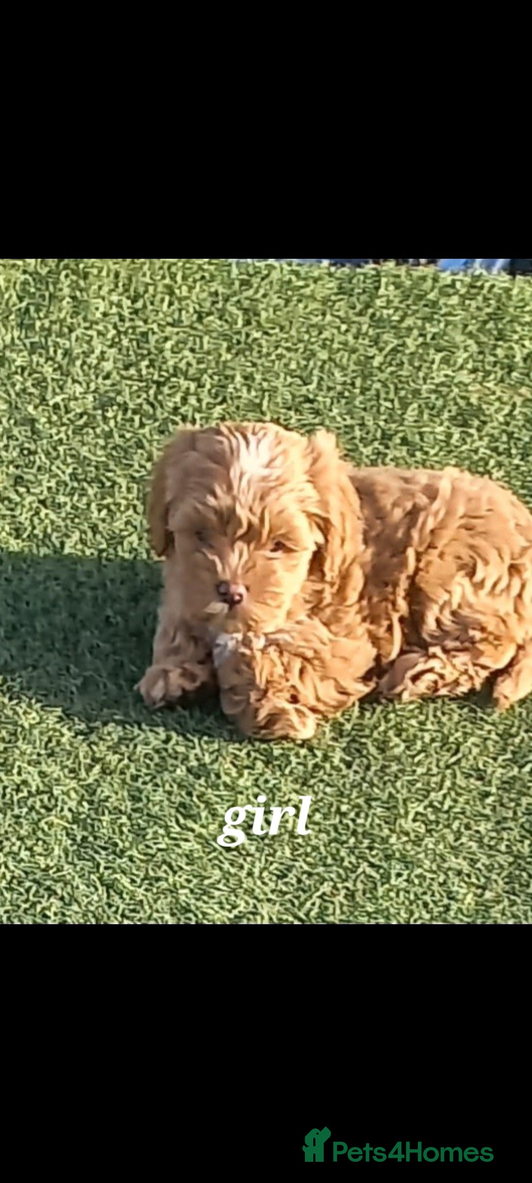 Maltipoo dogs for sale: Maltipoo puppies  - Advert 14