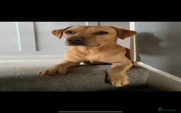 Labrador Retriever dogs for sale: My Boy Lenny - Labrador  - Image 4