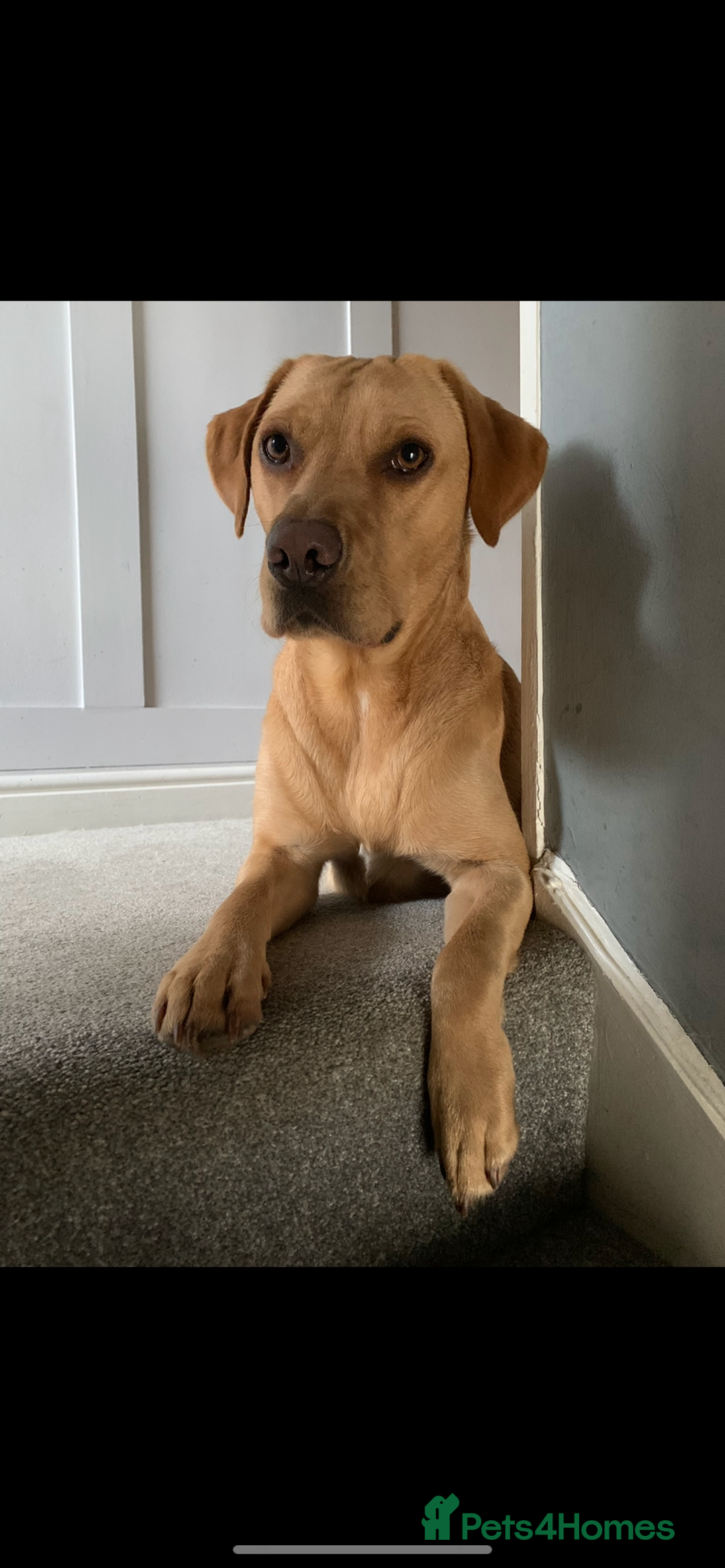 Labrador Retriever dogs for sale: My Boy Lenny - Labrador  - Image 4